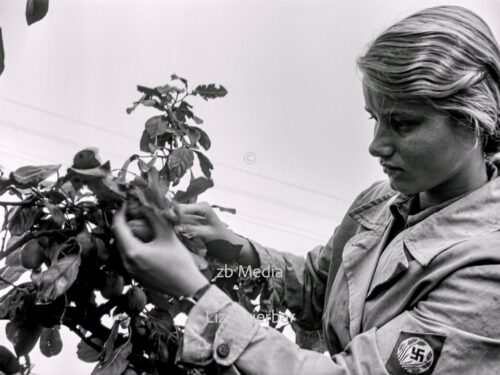 NS Frauen helfen bei Aprikosenernte 1937