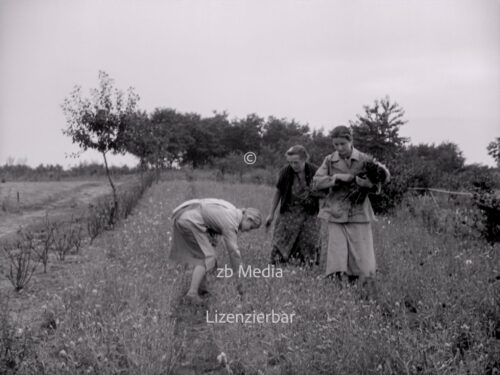 NS Frauen helfen bei Blumenernte 1937