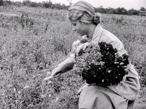 NS Frauen helfen bei Blumenernte 1937